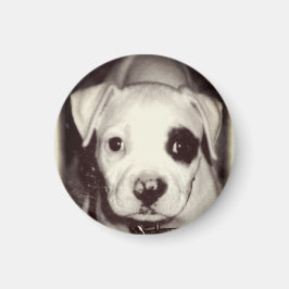 かわいい子犬の磁石 マグネット