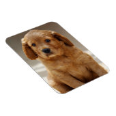 かわいい子犬の肖像写真 マグネット (右側)