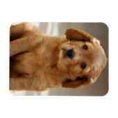 かわいい子犬の肖像写真 マグネット (横)