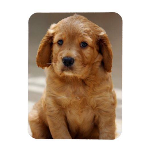 かわいい子犬の肖像写真 マグネット (縦)