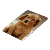 かわいい子犬の肖像写真 マグネット (左側)