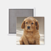 かわいい子犬の肖像写真 マグネット (正面/裏面)