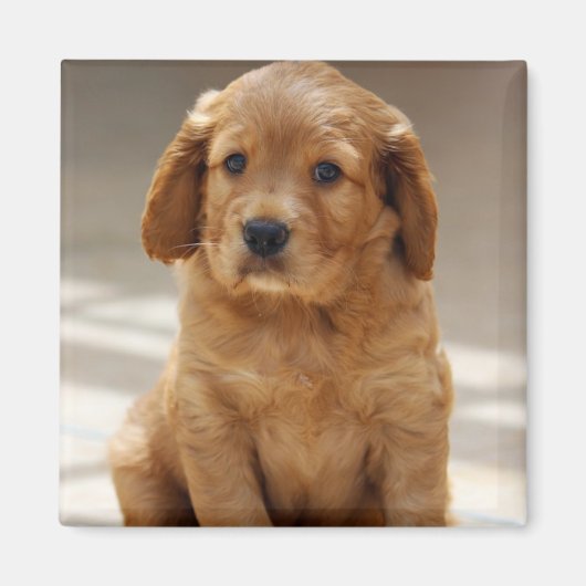 かわいい子犬の肖像写真 マグネット (正面)