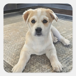 かわいい子犬の過負荷ステッカー スクエアシール