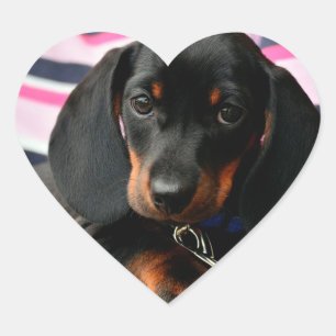 かわいい子犬の顔シール ハートシール