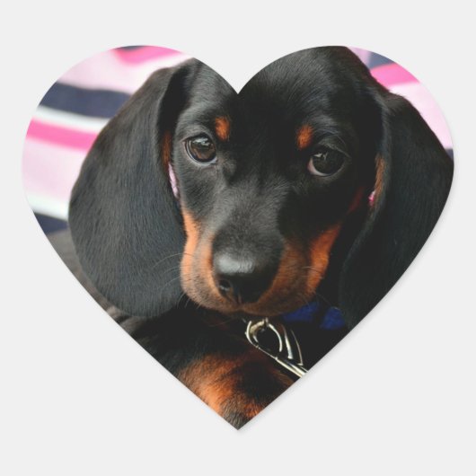 かわいい子犬の顔シール ハートシール (正面)