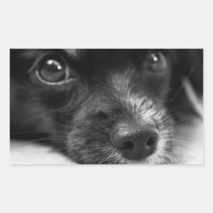 かわいい子犬の顔シール 長方形シール