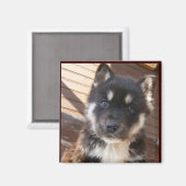 かわいい子犬の顔磁石 マグネット (正面/裏面)