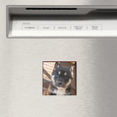 かわいい子犬の顔磁石 マグネット (インサイチュ (食洗機))