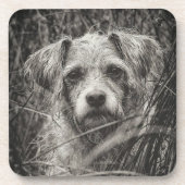 かわいい子犬の黒と白いポートレート写真 コースター (正面)