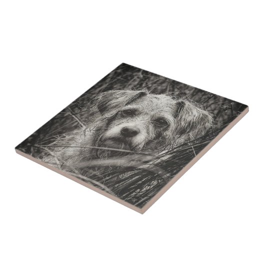 かわいい子犬の黒と白いポートレート写真 タイル (側面)