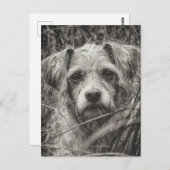 かわいい子犬の黒と白いポートレート写真 ポストカード (正面/裏面)