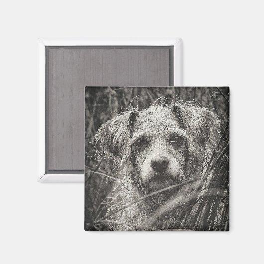 かわいい子犬の黒と白いポートレート写真 マグネット (正面/裏面)