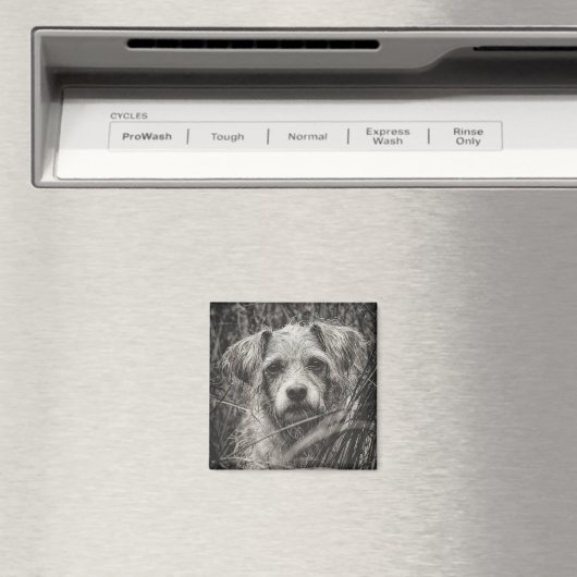 かわいい子犬の黒と白いポートレート写真 マグネット (インサイチュ (食洗機))