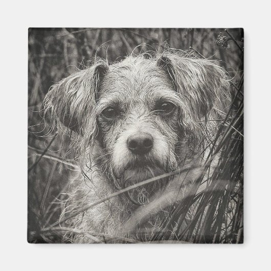 かわいい子犬の黒と白いポートレート写真 マグネット (正面)