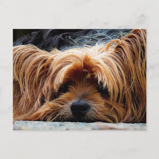 かわいい子犬はがき ポストカード (正面)