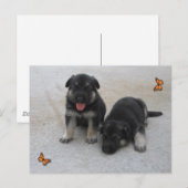 かわいい子犬はがき ポストカード (正面/裏面)