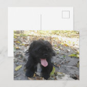 かわいい子犬アラート ポストカード (正面/裏面)