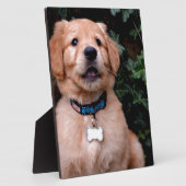 かわいい子犬ゴールデンレトリバーパピー フォトプラーク (側面)
