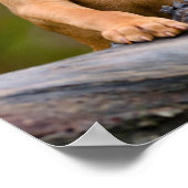 かわいい子犬ハンガリーのビズラ犬の子犬の写真_. ポスター (角)