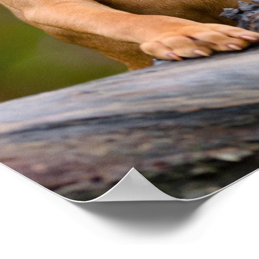 かわいい子犬ハンガリーのビズラ犬の子犬の写真_. ポスター (角)