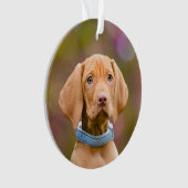 かわいい子犬ハンガリーのVizsla犬の子犬の写真 –  オーナメント (正面)