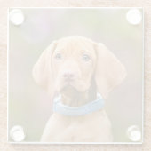 かわいい子犬ハンガリーのVizsla犬の子犬の写真 –  ガラスコースター (裏面)