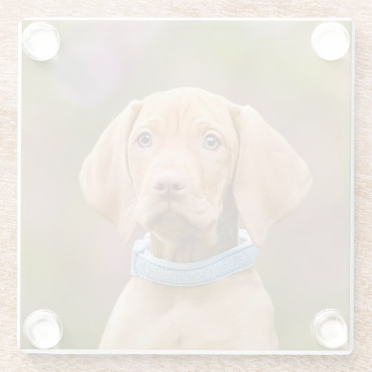 かわいい子犬ハンガリーのVizsla犬の子犬の写真 –  ガラスコースター (裏面)