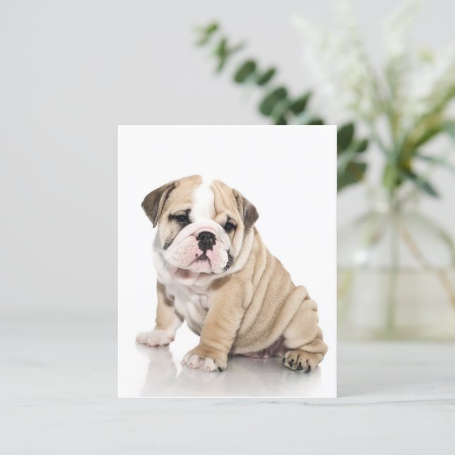 かわいい子犬ブルドッグ悲しい (スタンド正面)