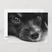 かわいい子犬顔はがき ポストカード (正面/裏面)