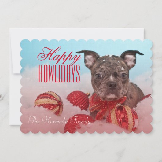 かわいい子犬 (正面)