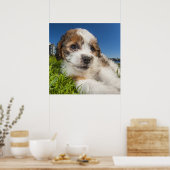 かわいい子犬(しず) ポスター (キッチン)