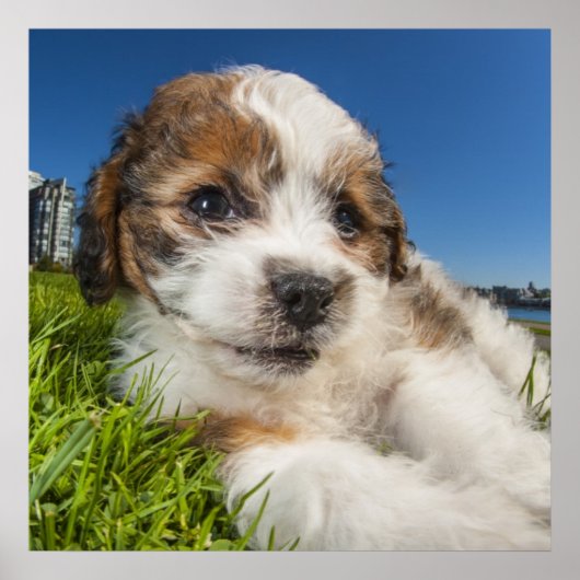 かわいい子犬(しず) ポスター (正面)