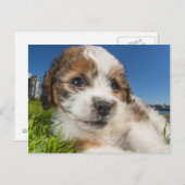 かわいい子犬（しず） ポストカード (正面/裏面)