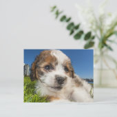 かわいい子犬（しず） ポストカード (スタンド正面)