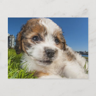 かわいい子犬(しず) ポストカード