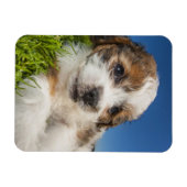 かわいい子犬（しず） マグネット (横)