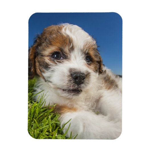 かわいい子犬（しず） マグネット (縦)