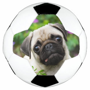 かわいい子犬 サッカーボール