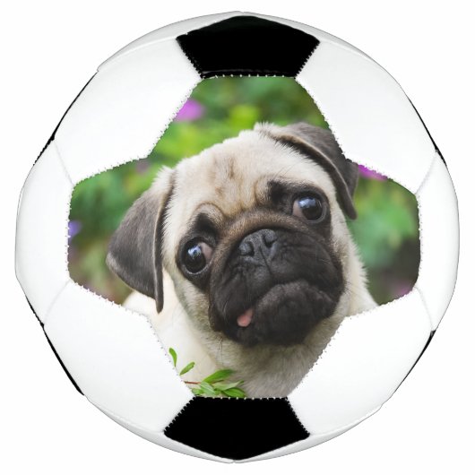 かわいい子犬 サッカーボール (正面)
