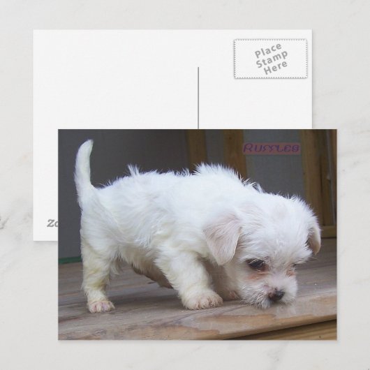 かわいい子犬 ポストカード (正面/裏面)