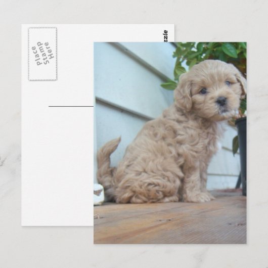かわいい子犬 ポストカード (正面/裏面)