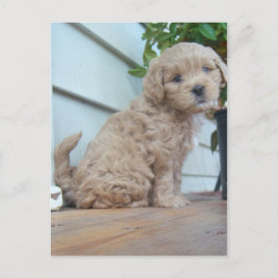かわいい子犬 ポストカード