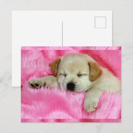 かわいい子犬 ポストカード (正面/裏面)