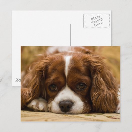 かわいい子犬 ポストカード (正面/裏面)