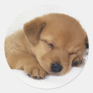 かわいい子犬 ラウンドシール