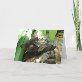 かわいい子猫かわいいバレンタインカード 案内状