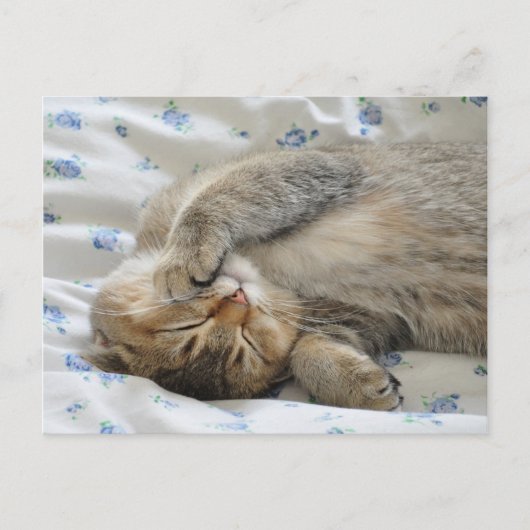 かわいい子猫が寝てる ポストカード (正面)
