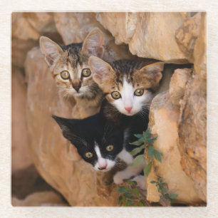 . .かわいい子猫が3匹、猫の写真をテーブルデコール ガラスコースター