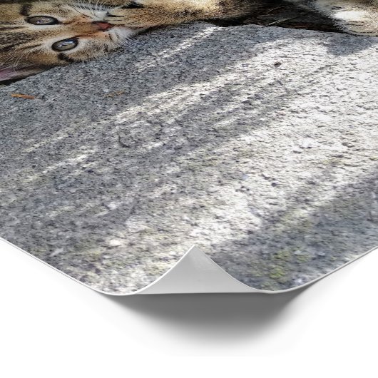 かわいい子猫たち遊と猫たち ポスター (角)